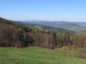 Wiosna (okolice Bacówki nad Wierchomlą)