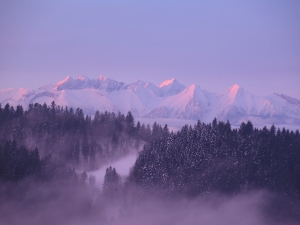 Widok na Tatry z Hali Majerz